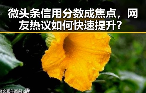 微头条信用分数成焦点，网友热议如何快速提升？