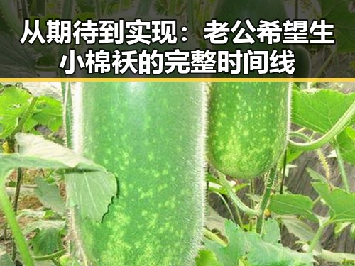 从期待到实现:老公希望生小棉袄的完整时间线